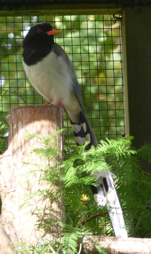 Red-billed blue magpie (Urocissa erythrorhyncha)