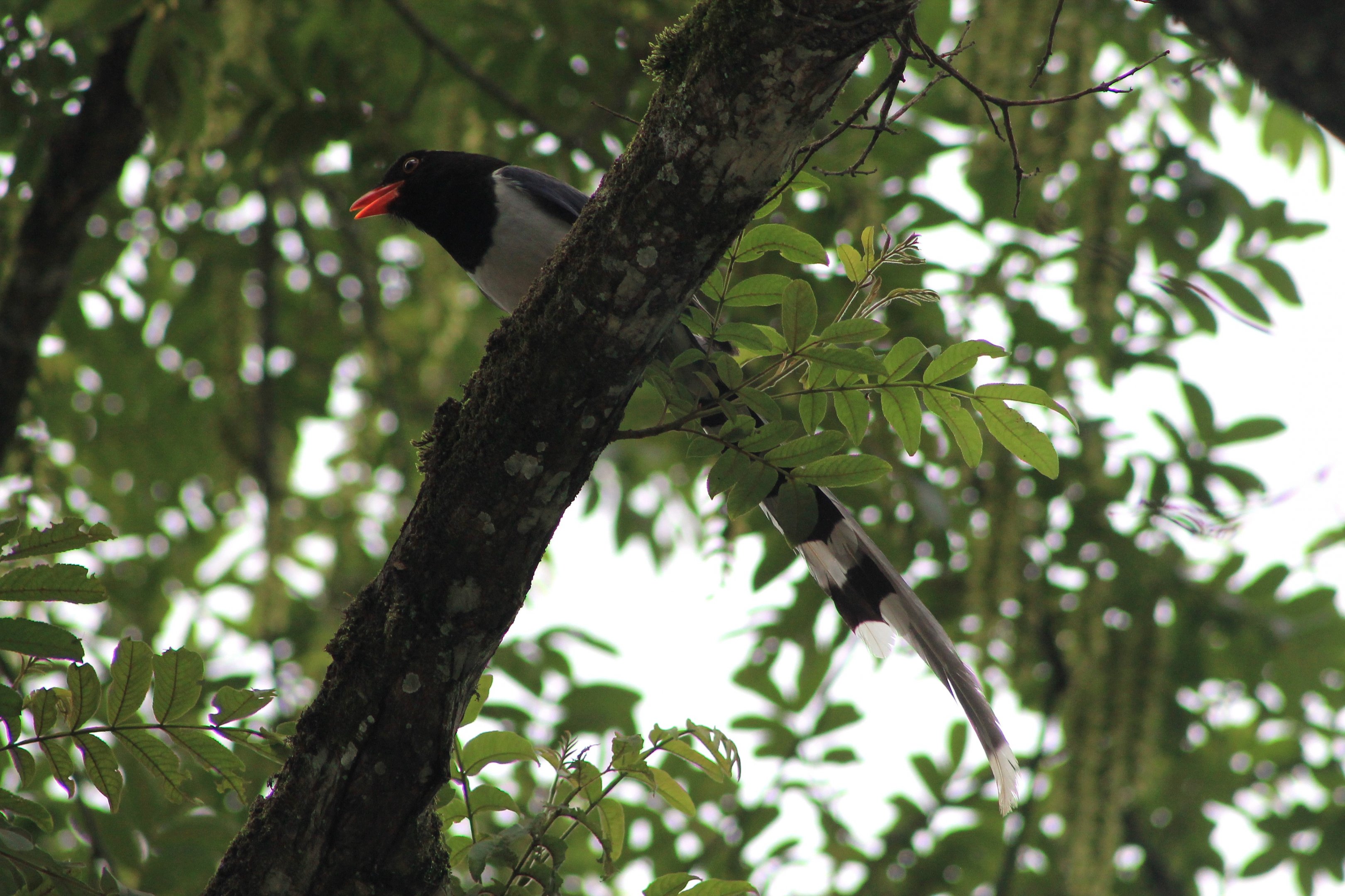 Red-billed Blue Magpie (Urocissa erythrorhyncha)