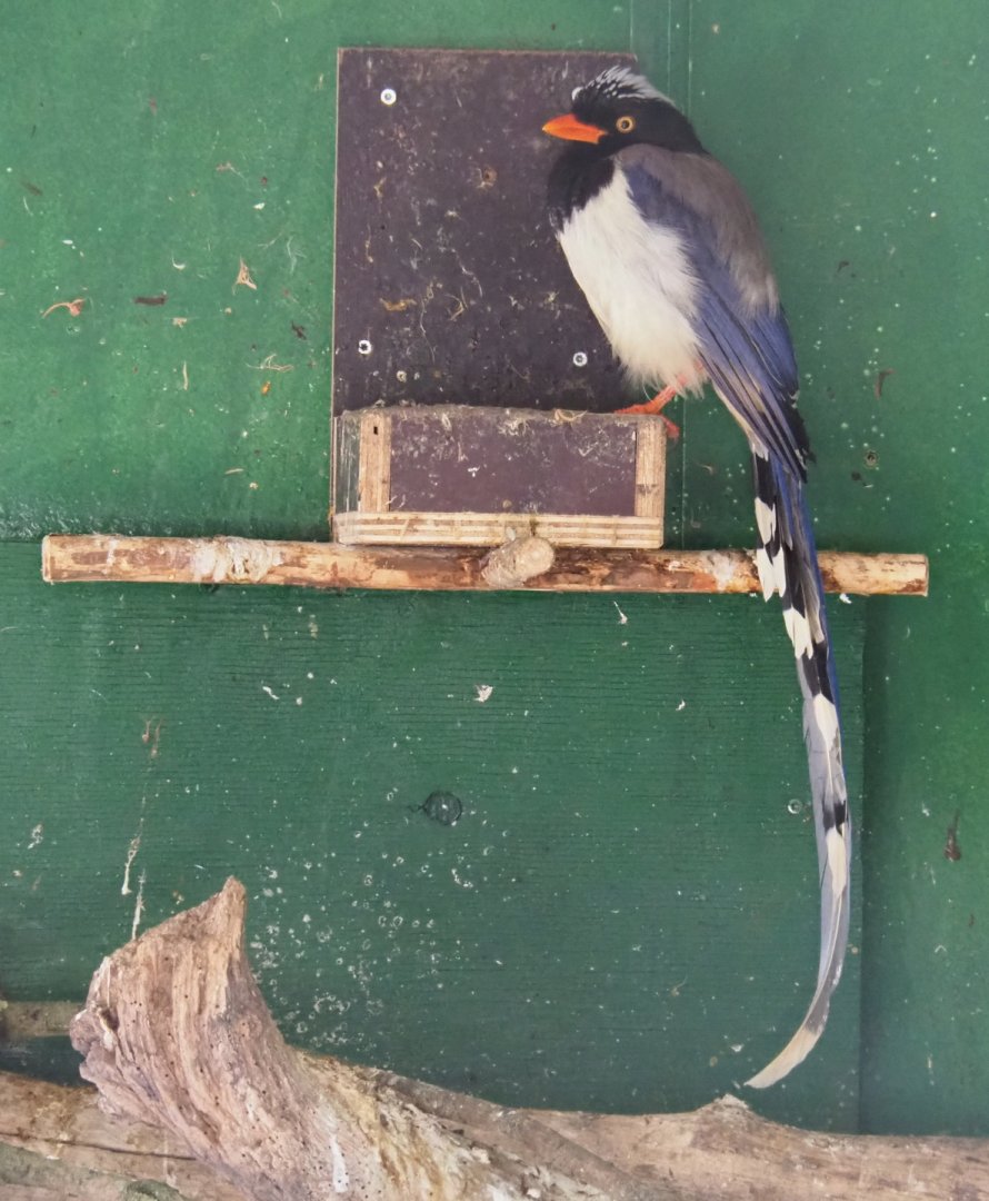 Red-billed blue magpie (Urocissa erythroryncha), 2019-04-06