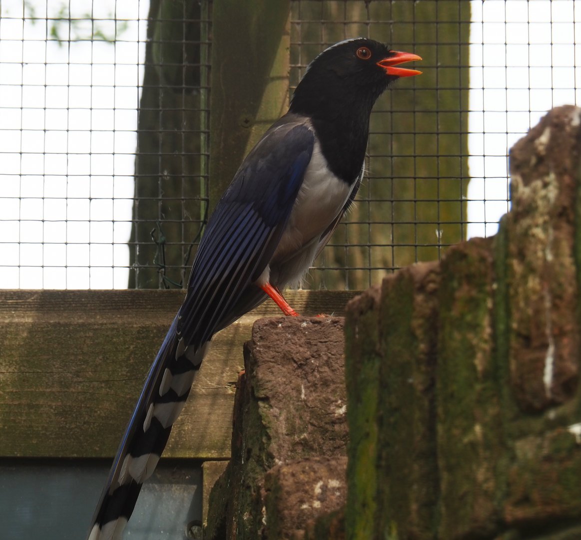 Red-billed blue magpie (Urocissa erythroryncha), 2019-05-25