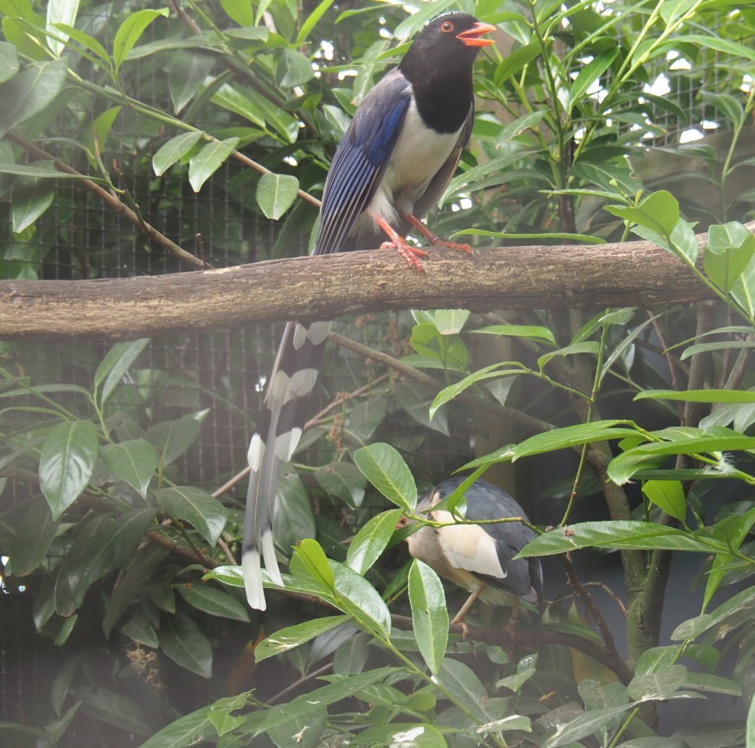 Red-billed blue magpie (Urocissa erythroryncha), 2019-05-25