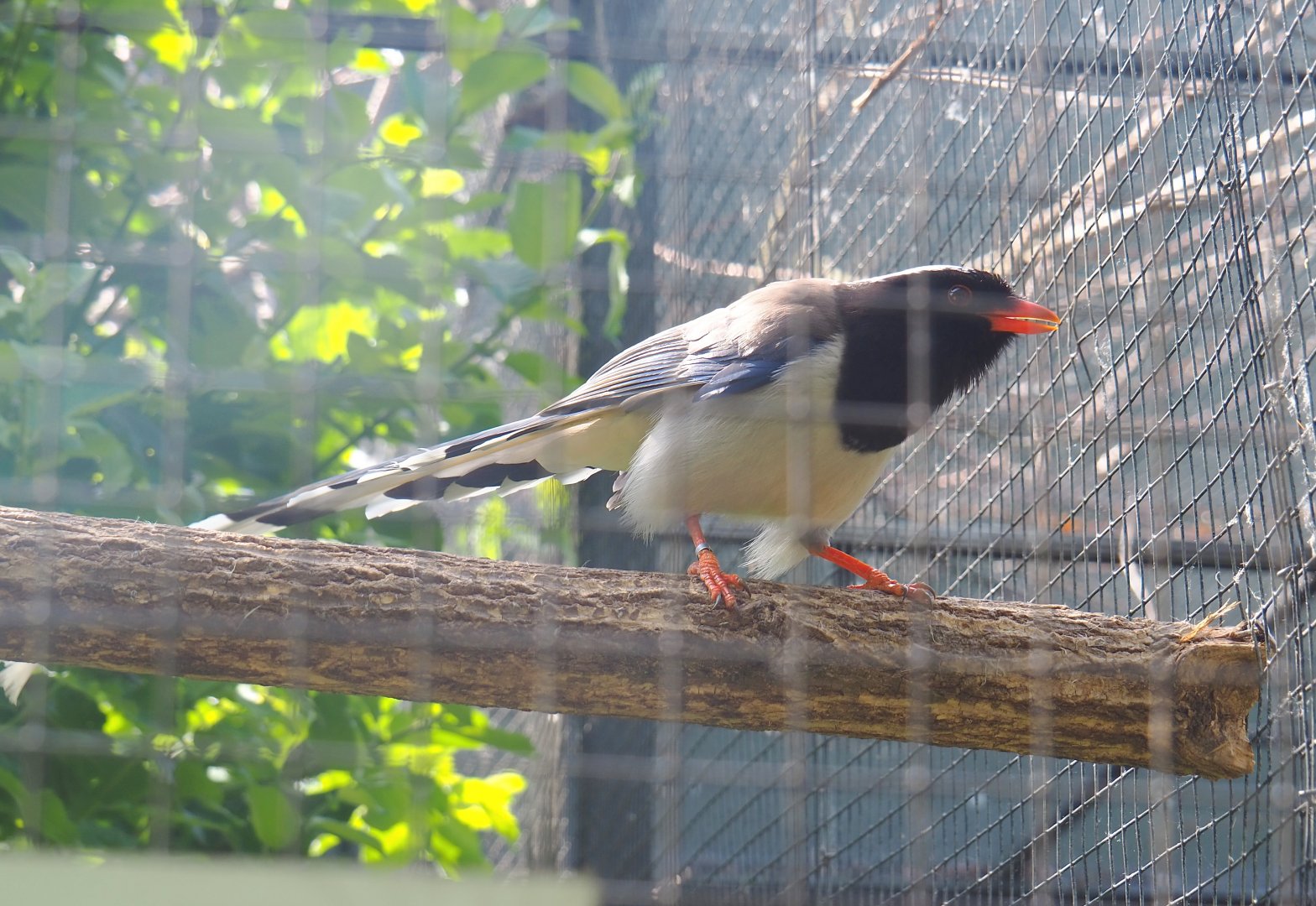 Red-billed blue magpie (Urocissa erythroryncha), 2021-06-15