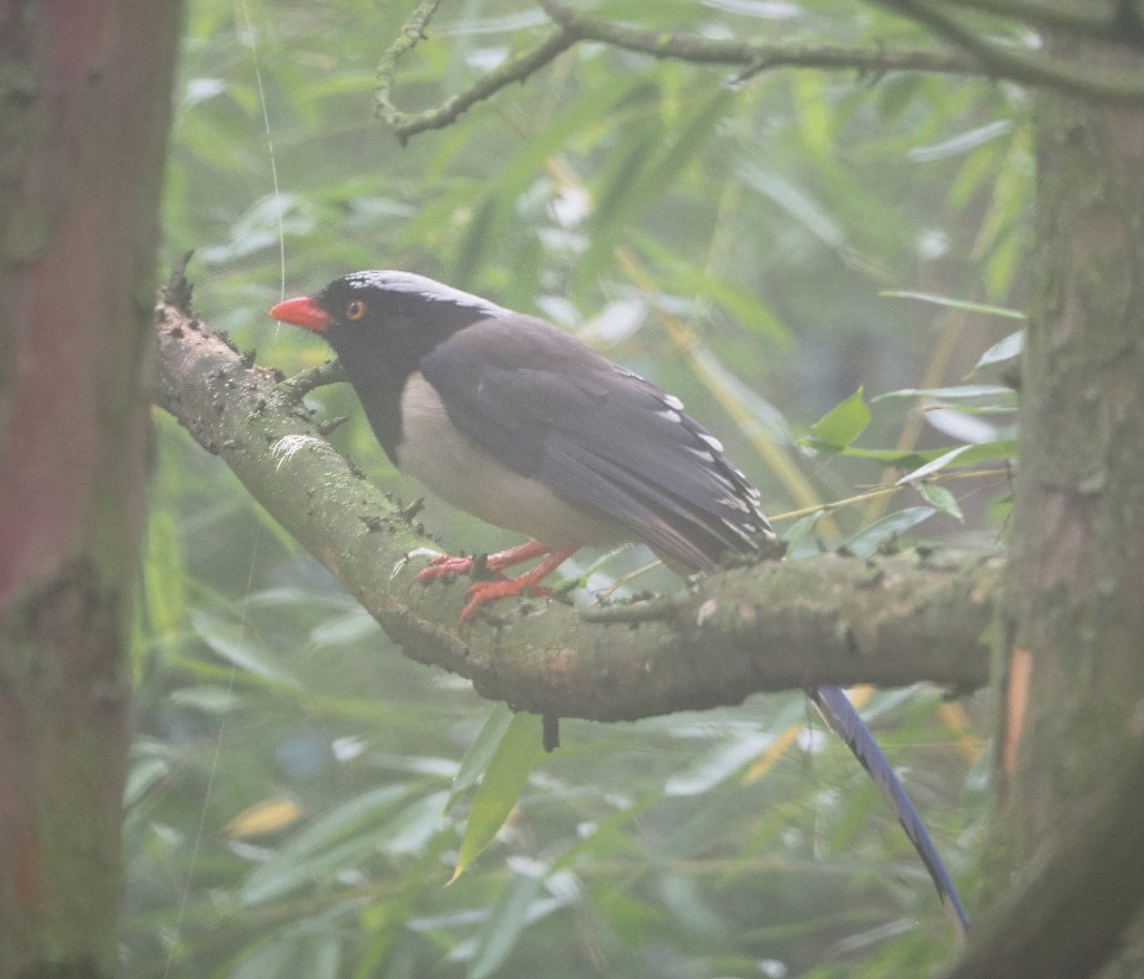 Red-billed blue magpie (Urocissa erythroryncha), 2021-10-10