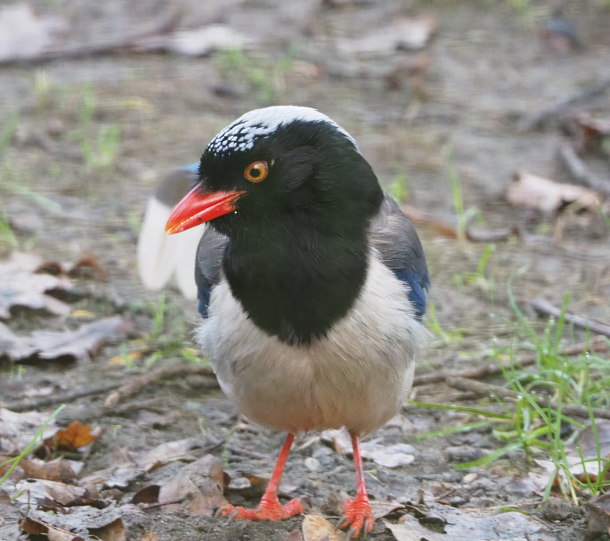Red-billed blue magpie (Urocissa erythroryncha), 2022-01-30