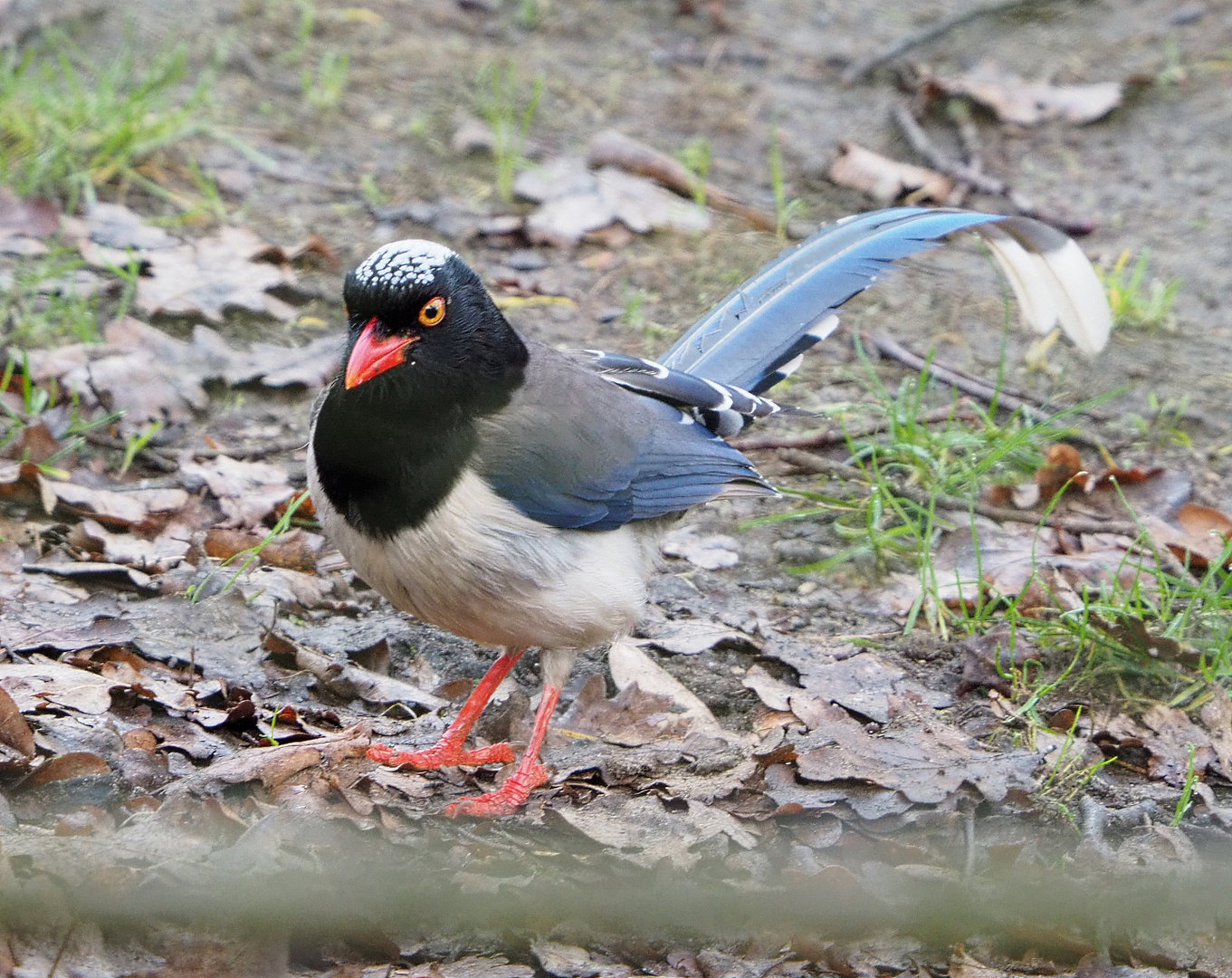 Red-billed blue magpie (Urocissa erythroryncha), 2022-01-30