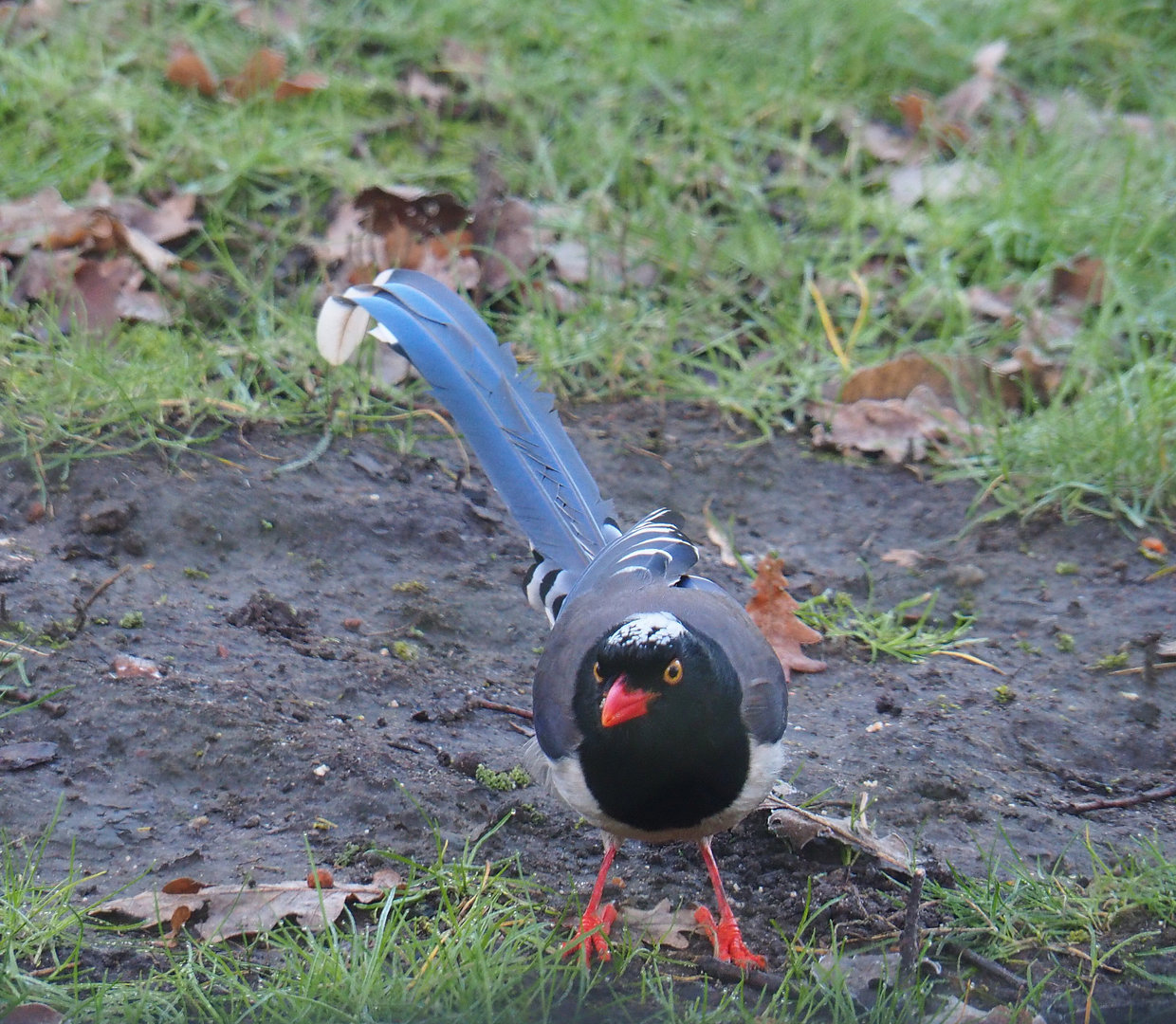 Red-billed blue magpie (Urocissa erythroryncha), 2022-02-12