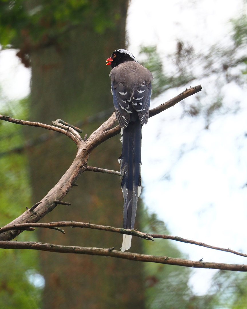 Red-billed blue magpie (Urocissa erythroryncha), 2022-05-28