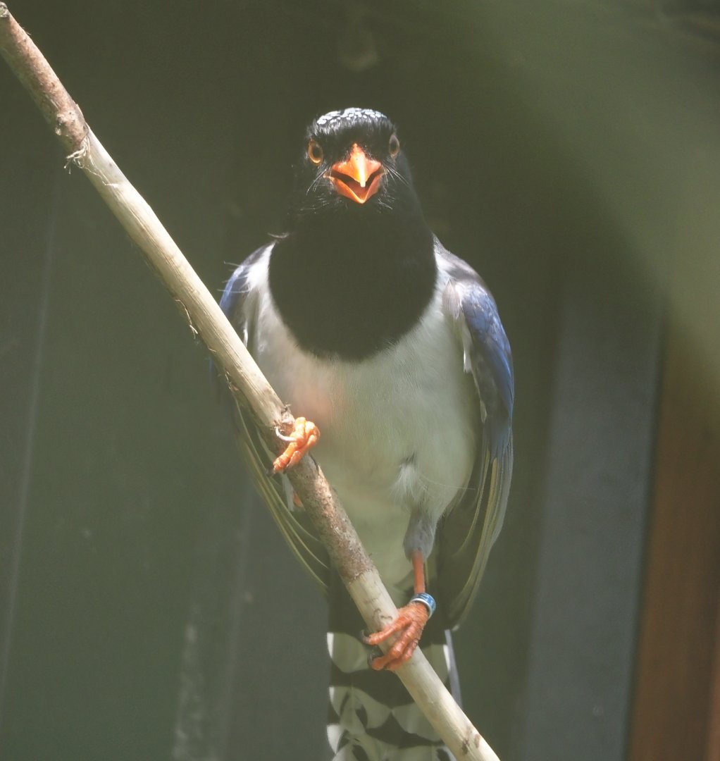 Red-billed blue magpie (Urocissa erythroryncha), 2024-05-11
