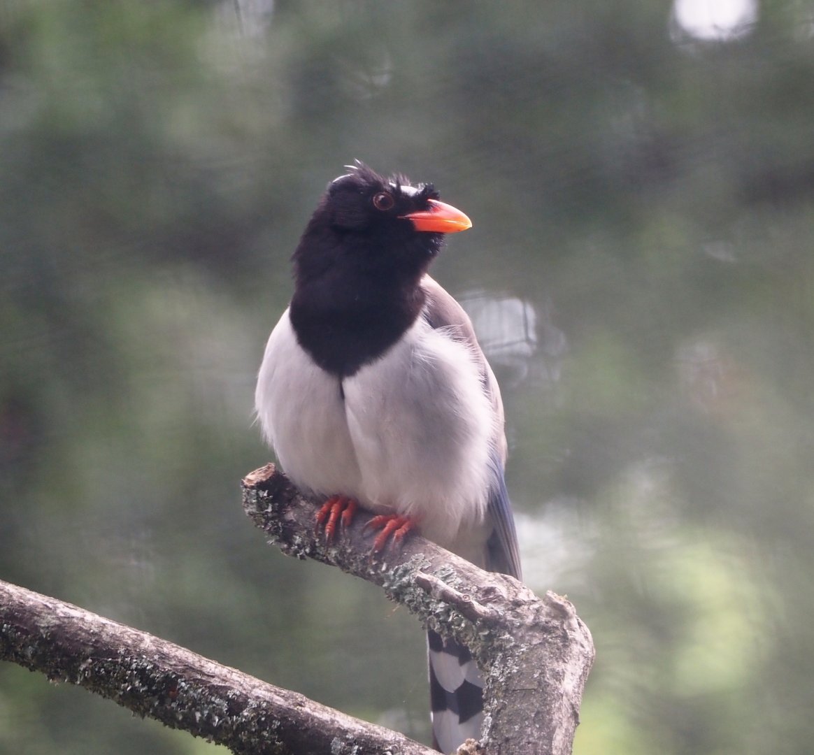 Red-billed blue magpie (Urocissa erythroryncha), 2025-07-12