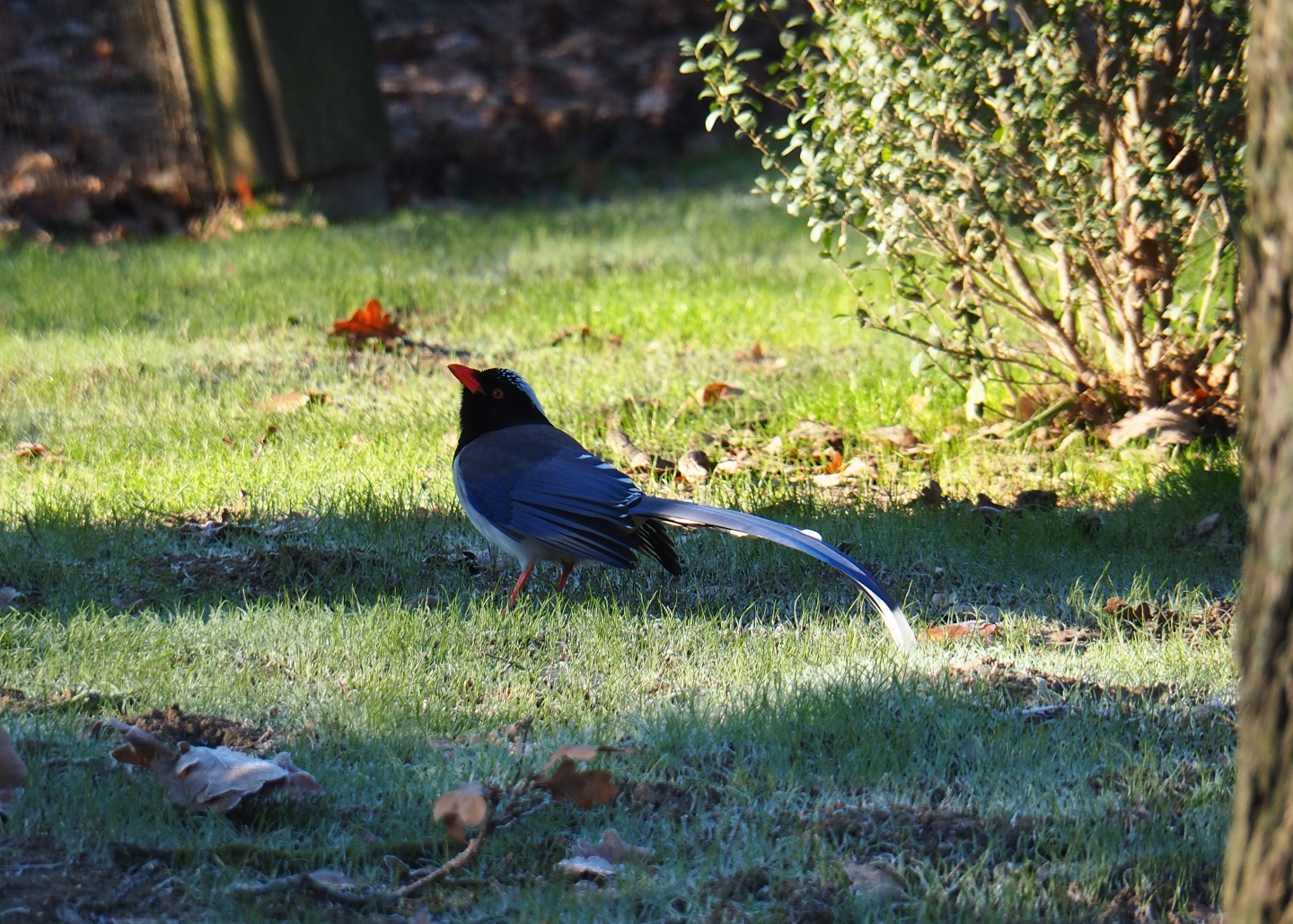 Red-billed blue magpie (Urocissa erythroryncha), Jan 20th, 2019