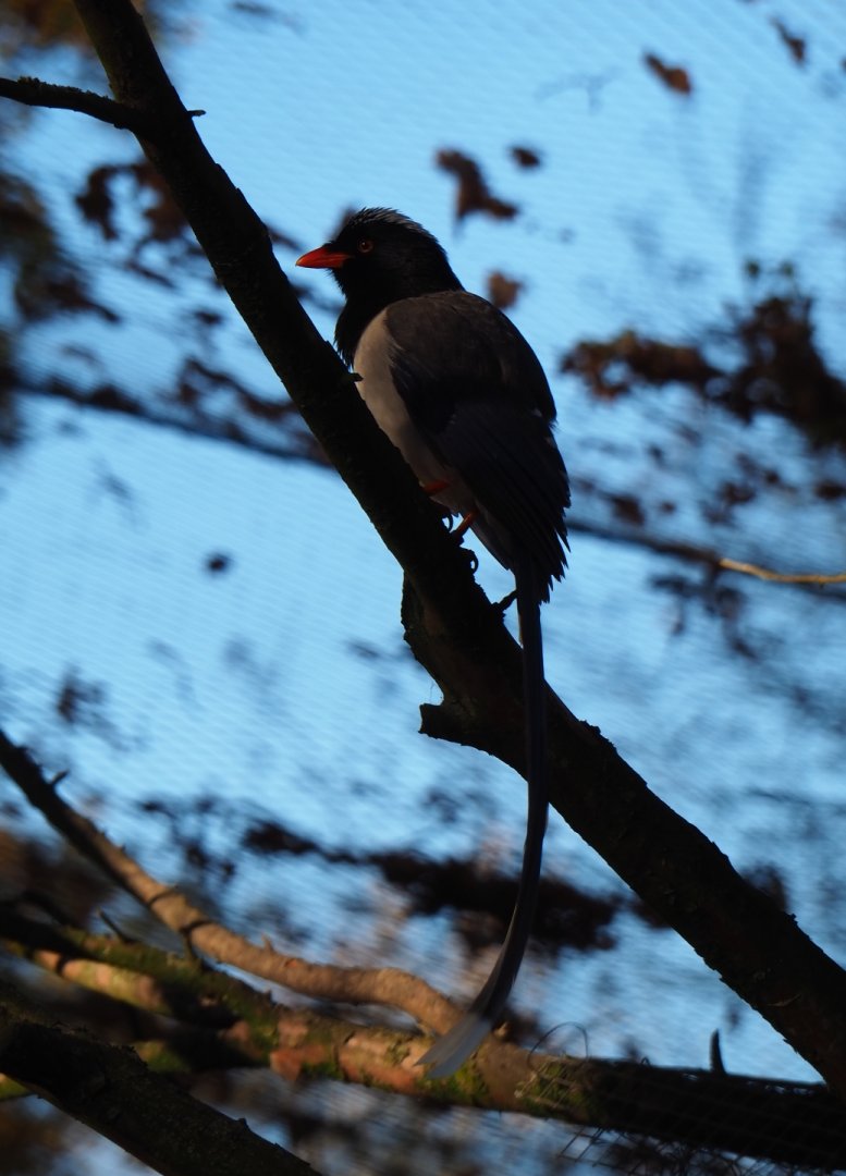 Red-billed blue magpie (Urocissa erythroryncha), Nov 18th, 2018