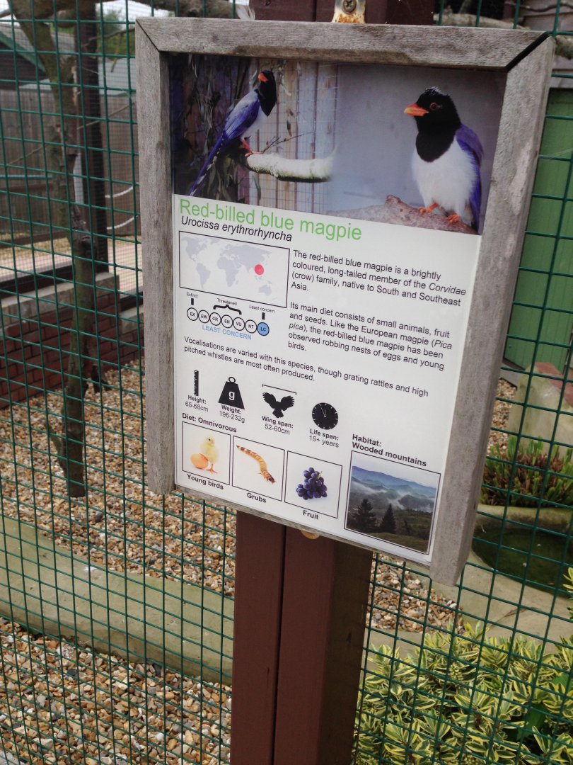 Red-Billed Blue Magpie - (Urocissa Erythroryncha) Sign