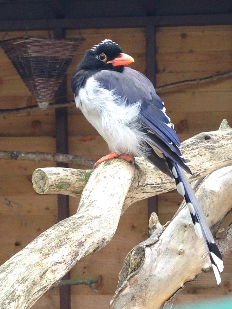 Red-Billed Blue Magpie - (Urocissa Erythroryncha)