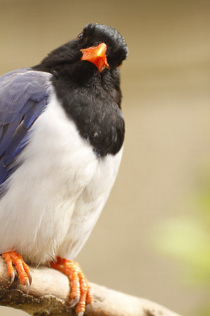 Red-billed Blue Magpie (Urocissa erythroryncha)