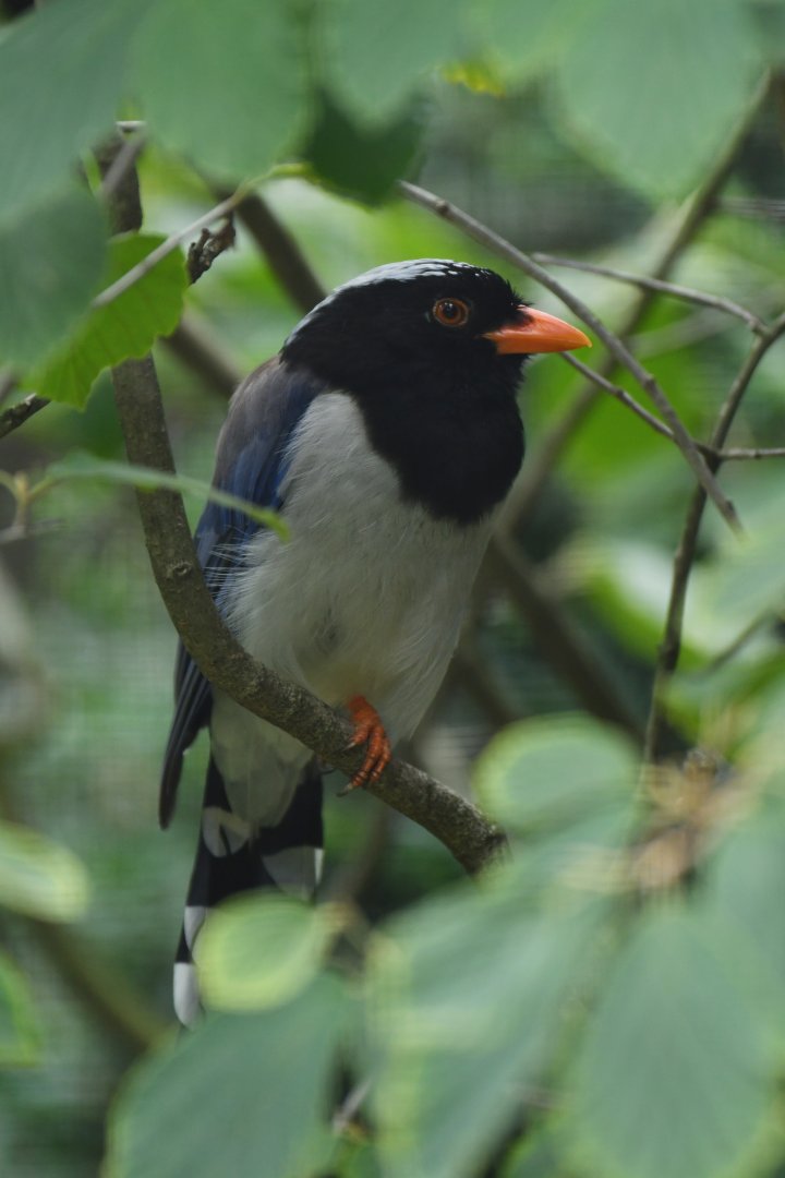 Red-billed blue magpie (Urocissa erythroryncha)