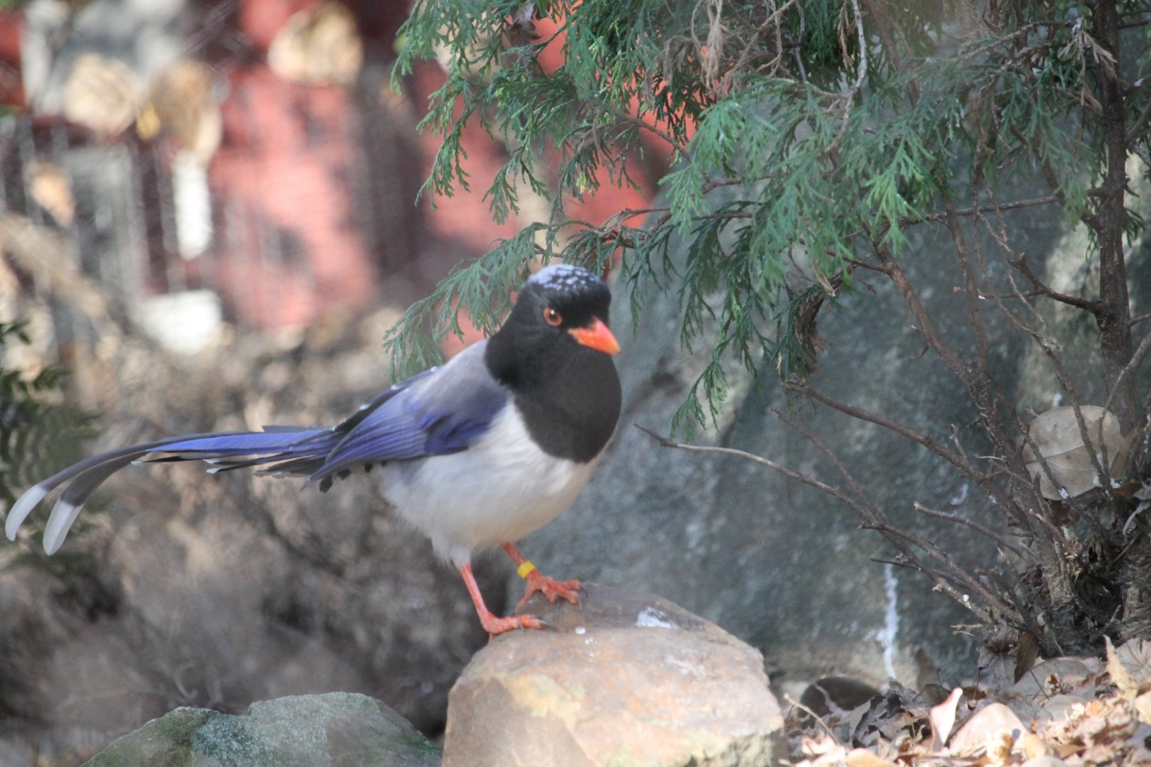 Red-Billed Blue Magpie (Urocissa erythroryncha)