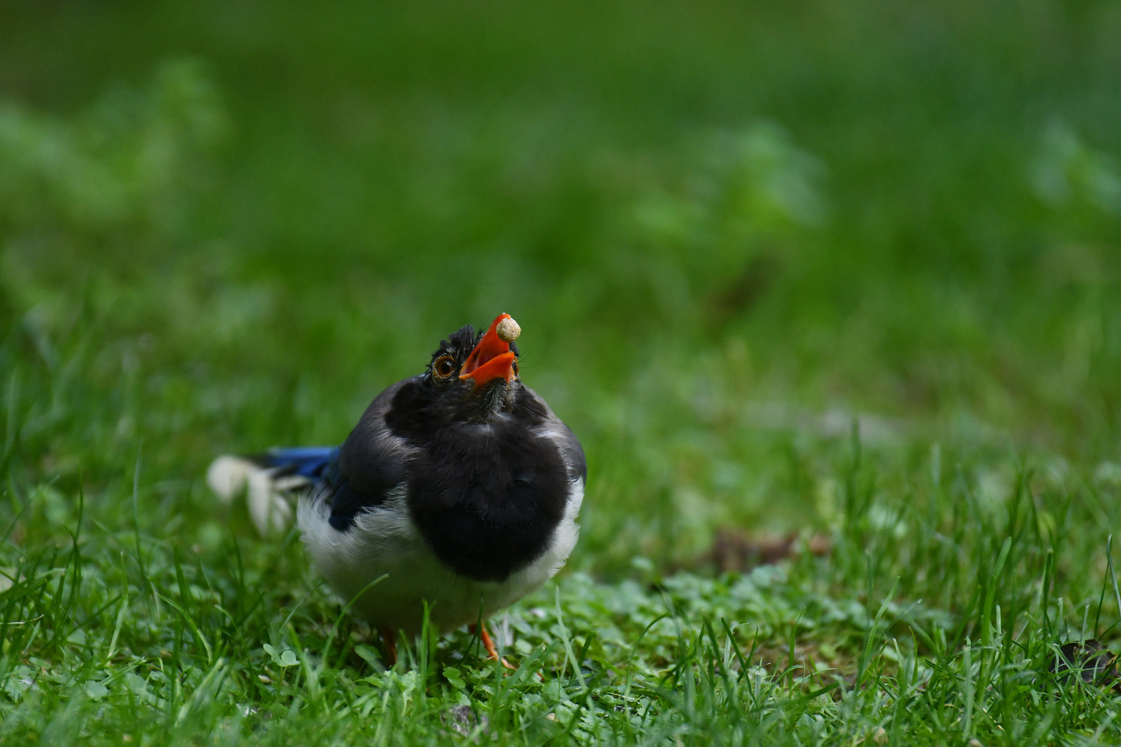 Red-billed blue magpie (Urocissa erythroryncha)