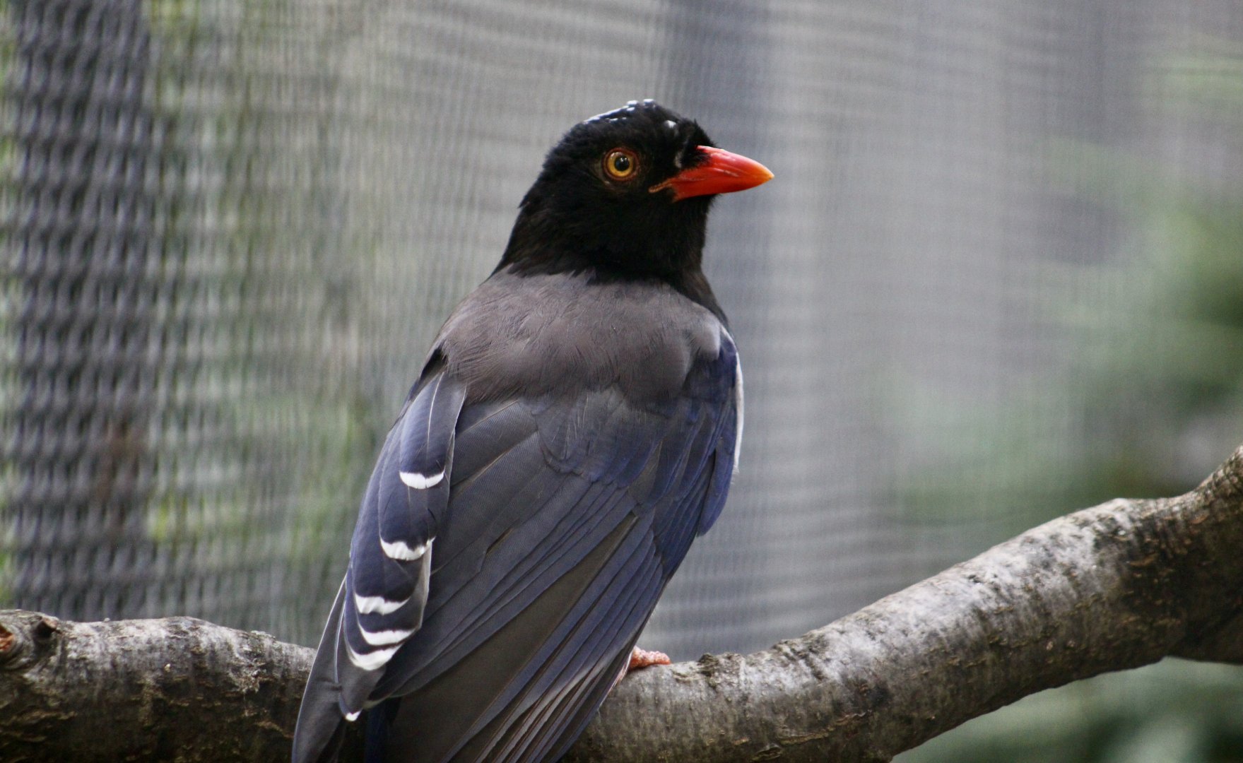 Red-Billed Blue Magpie (Urocissa erythroryncha)