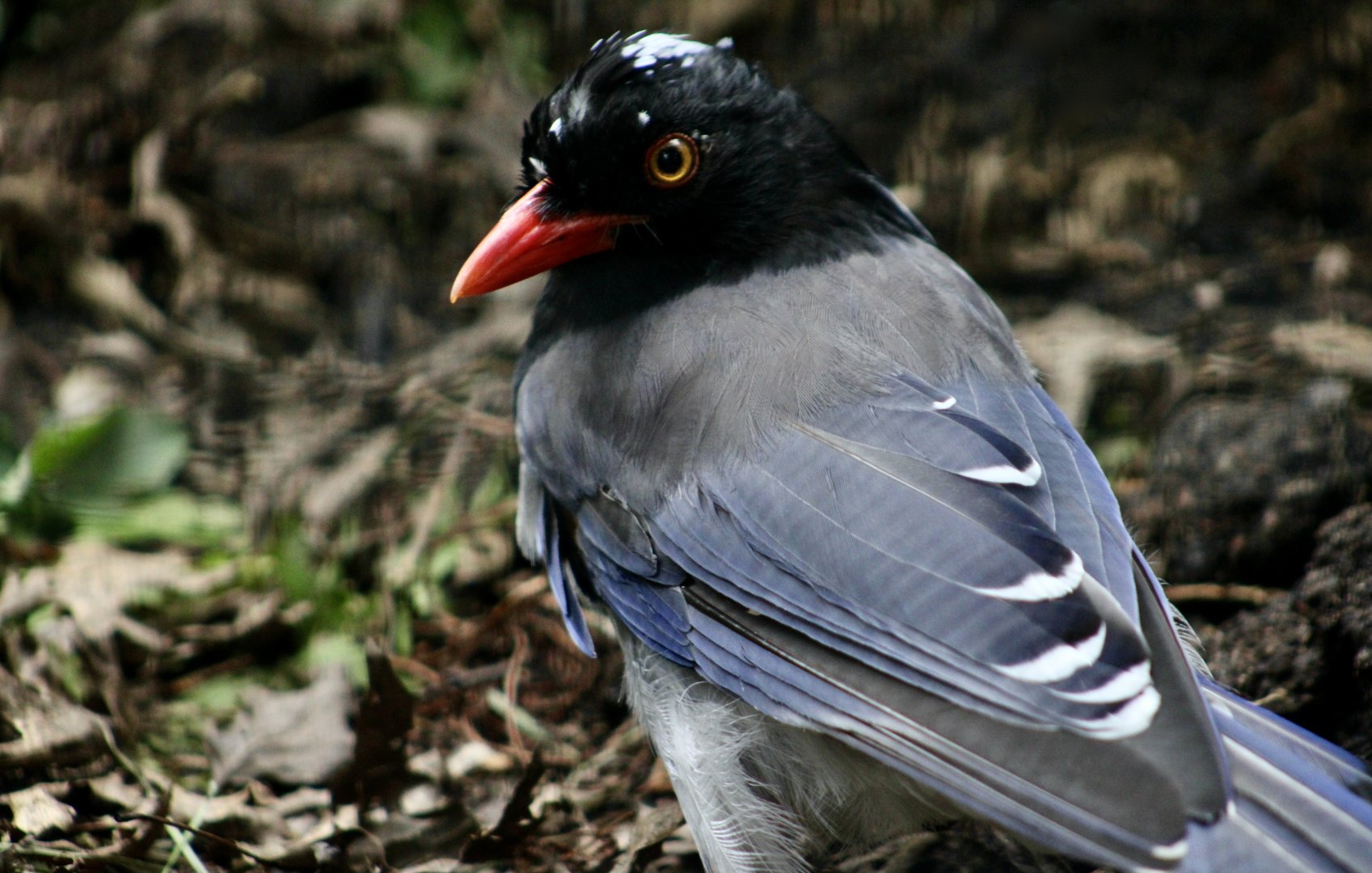 Red-Billed Blue Magpie (Urocissa erythroryncha)