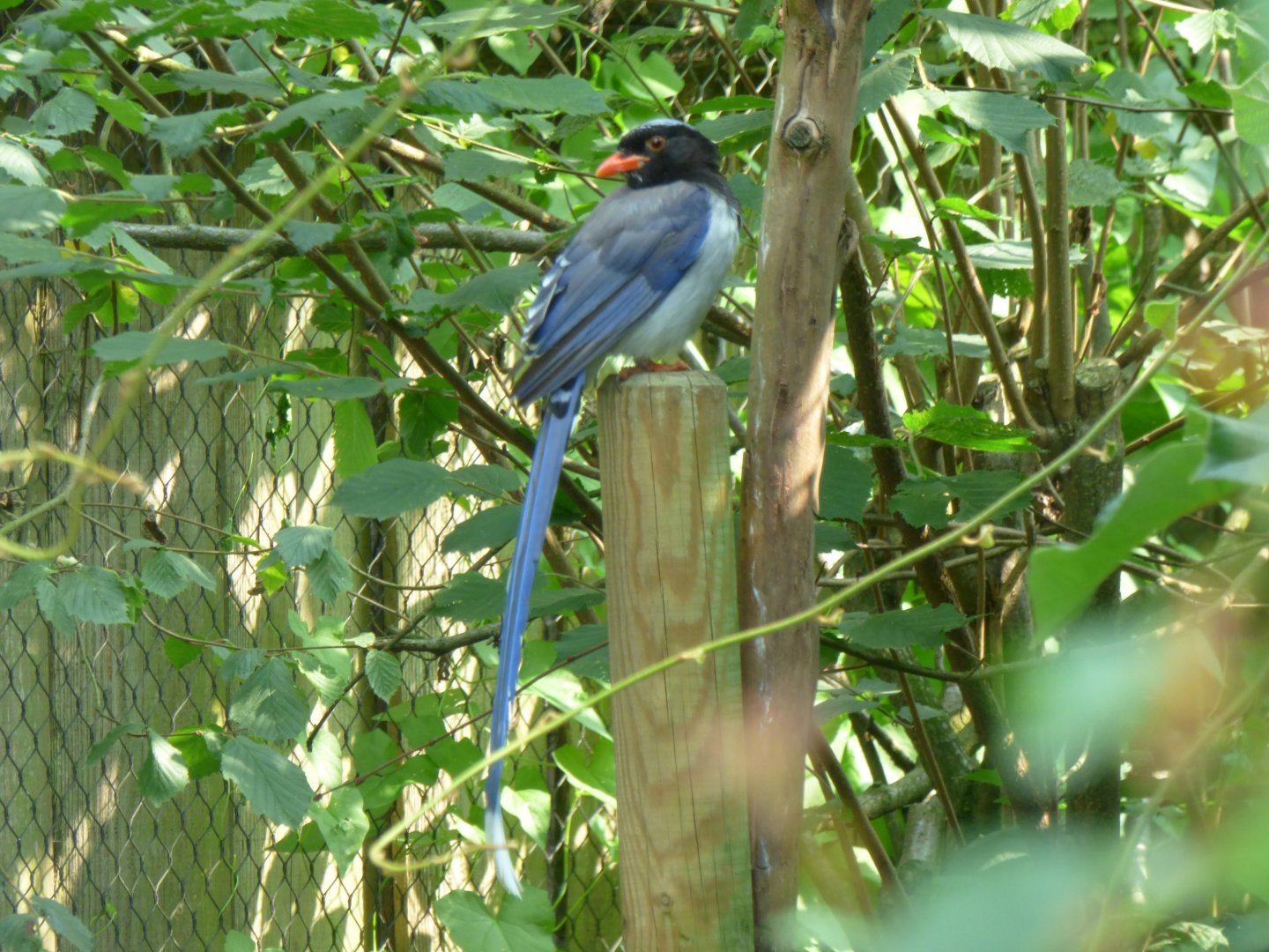 Red-billed blue magpie (Urocissa erythroryncha)