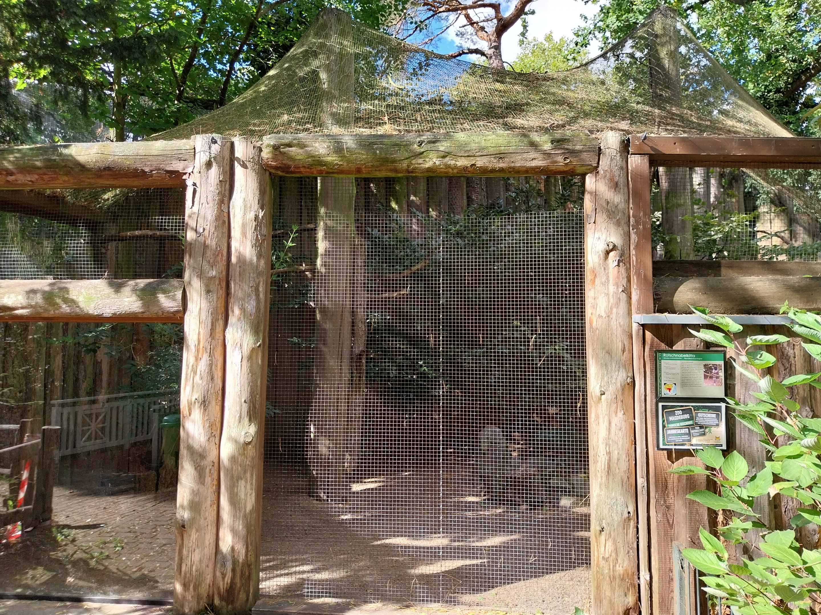 Red-billed Blue Magpie (Urocissa erythroryncha)