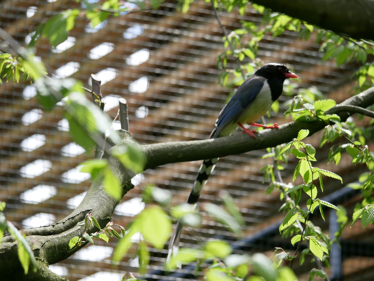 Red-billed blue magpie (Urocissa erythroryncha)