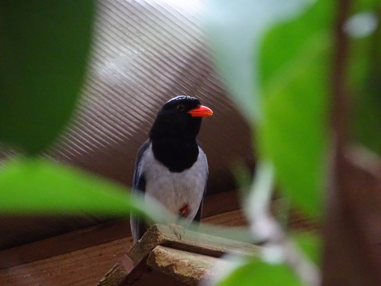 Red-billed blue magpie (Urocissa erythroryncha)