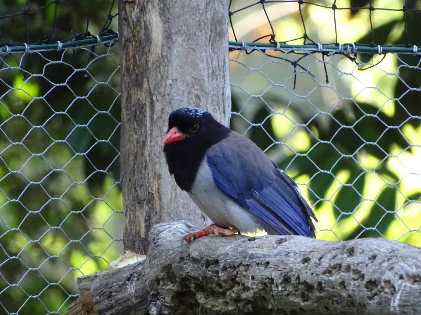 Red-billed blue magpie (Urocissa erythroryncha)