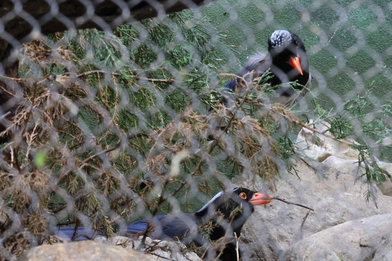 Red-billed blue magpie (Urocissa erythroryncha)