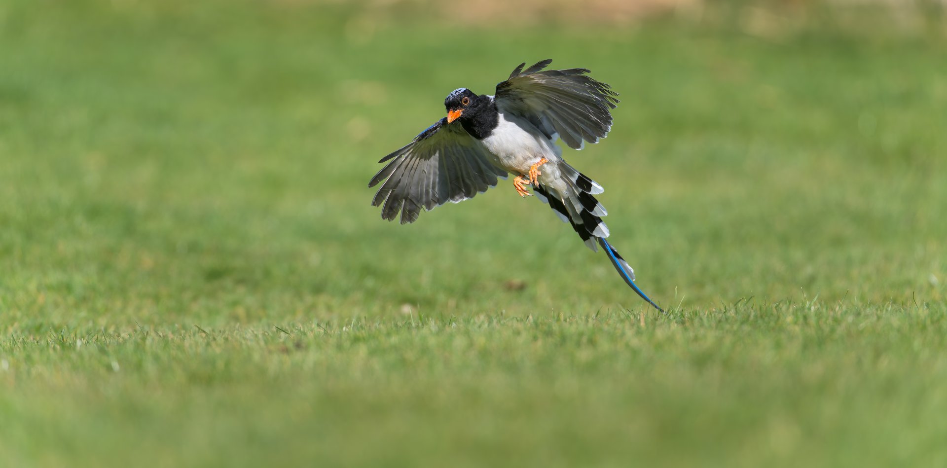 Red-Billed Blue Magpie ,ZSL Whipsnade, UK