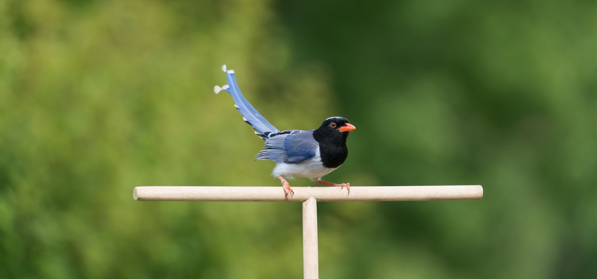 Red Billed Blue Magpie, ZSl Whipsnade, UK