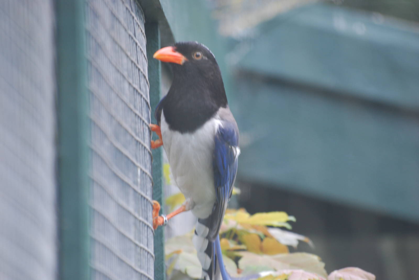 Red-billed blue magpie