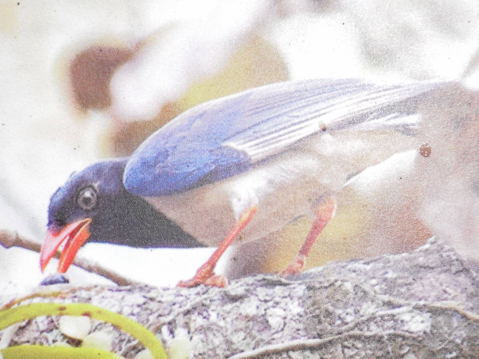 Red-Billed Blue Magpie