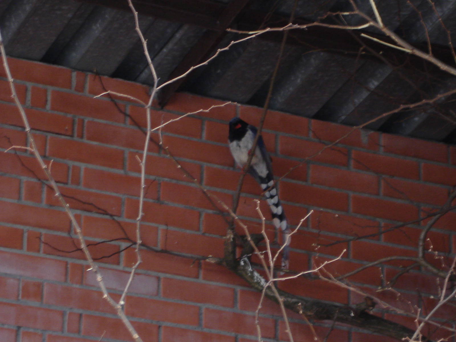 Red-billed Blue Magpie