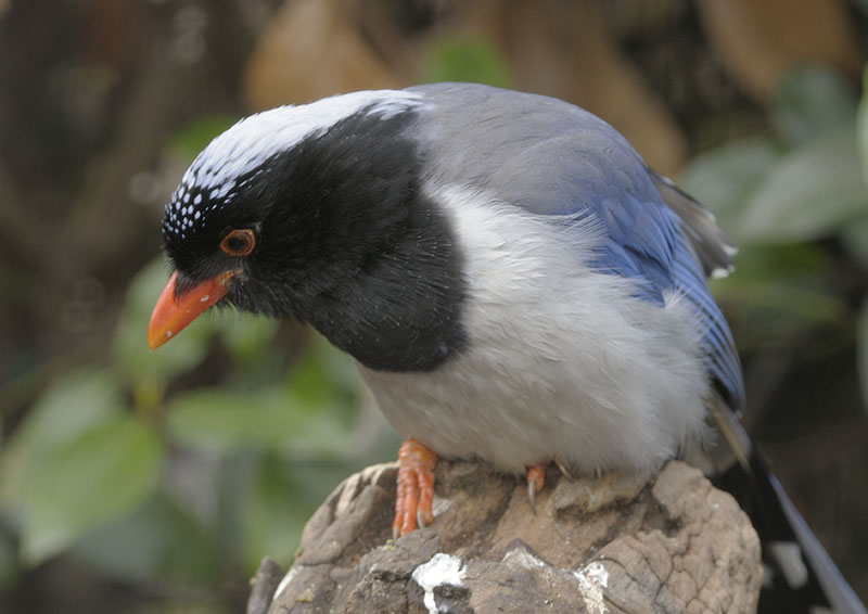 Red-billed blue magpie