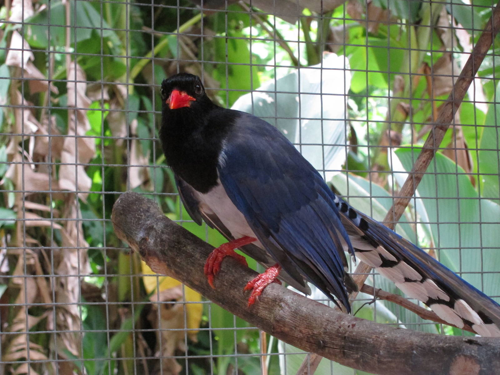 Red-billed Blue Magpie