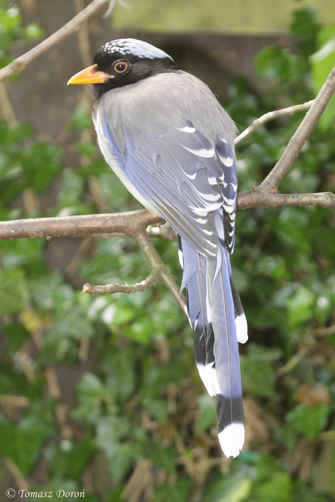 Red-billed Blue Magpie