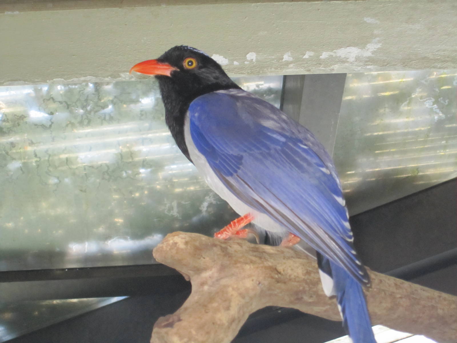 Red billed blue magpie