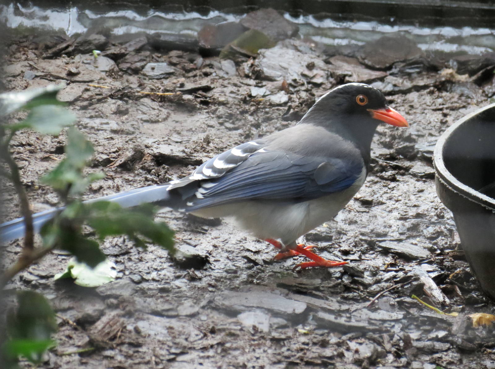 Red-billed Blue Magpie