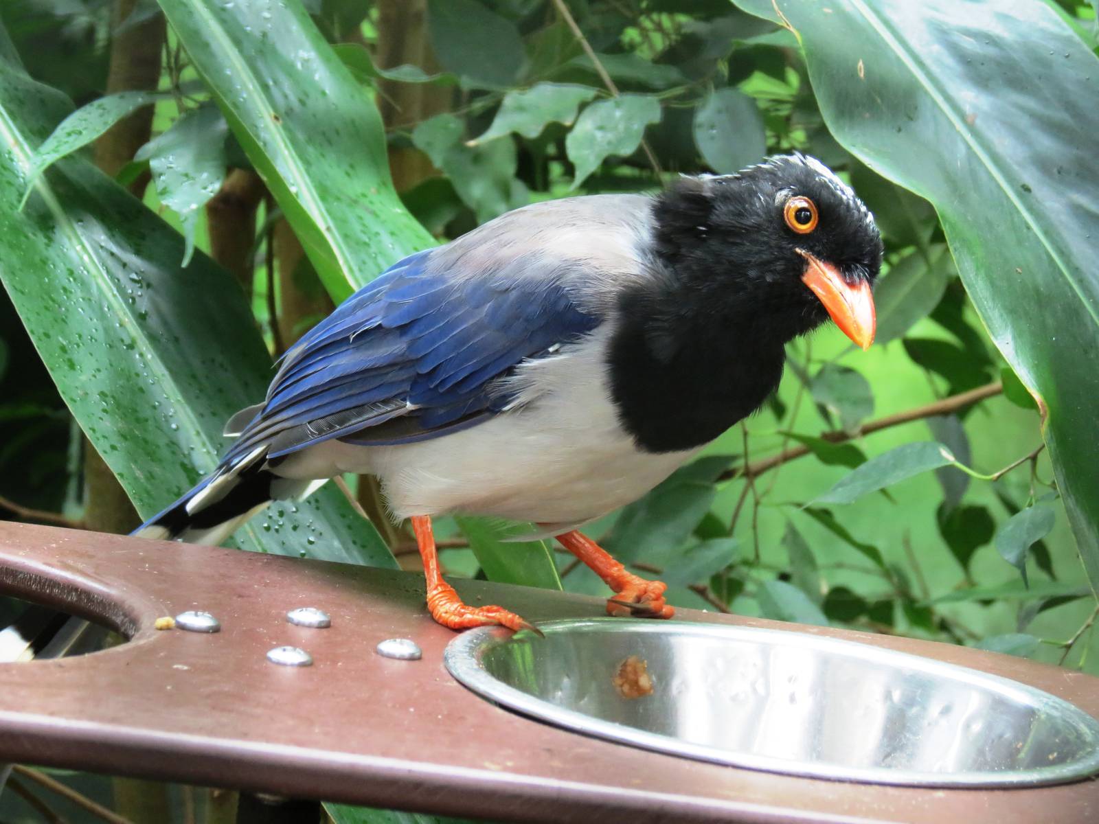 Red-billed Blue Magpie