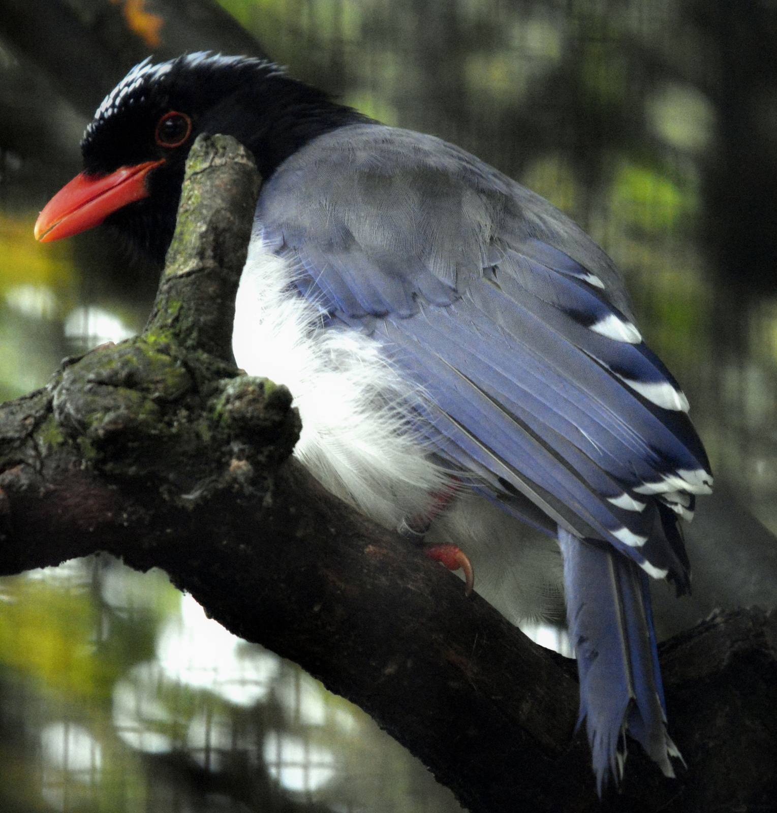 Red-billed Blue Magpie.