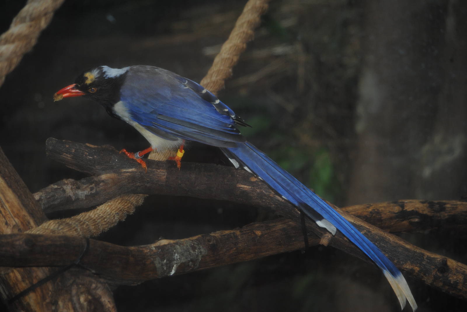 Red-billed Blue Magpie