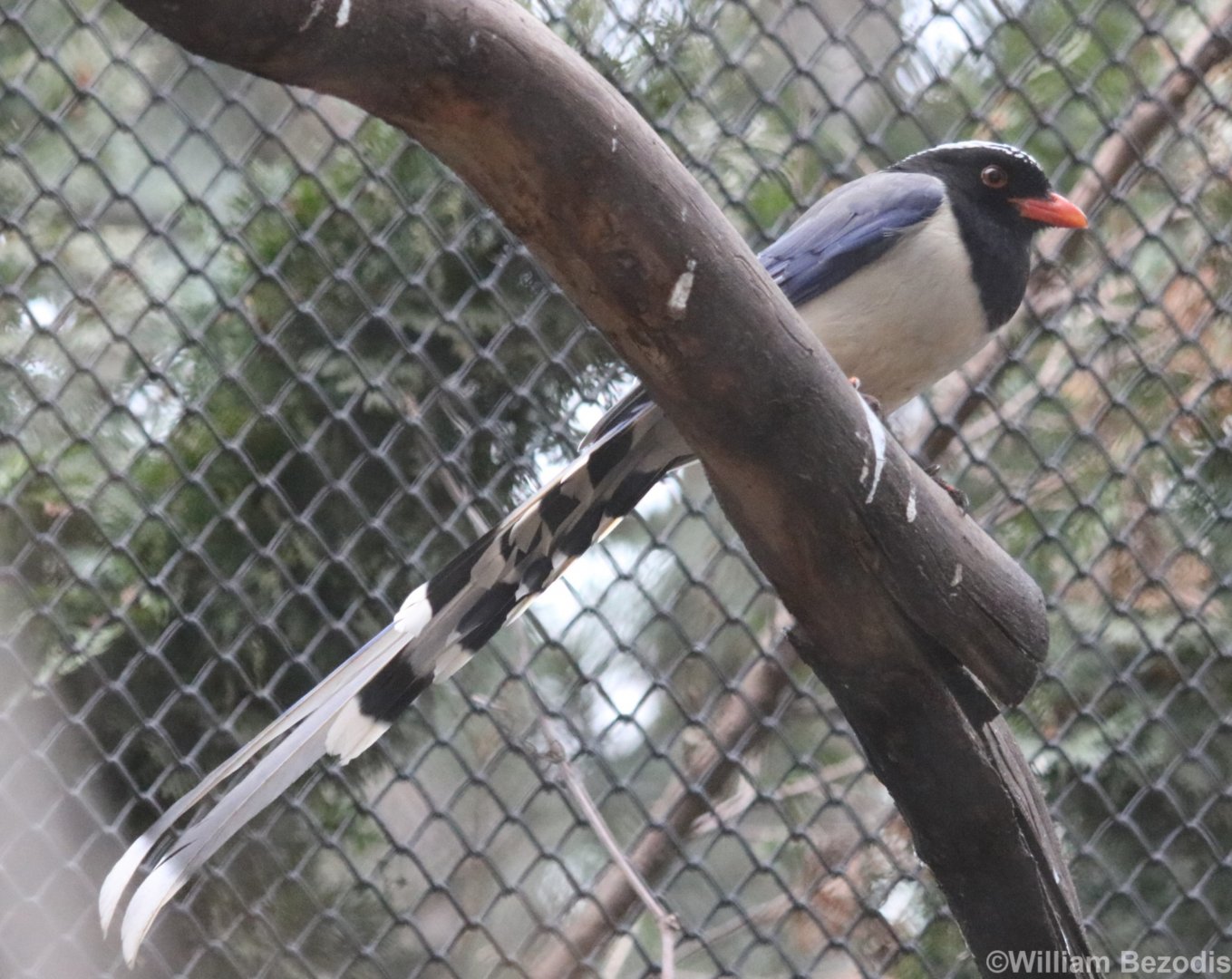 Red-billed Blue-magpie
