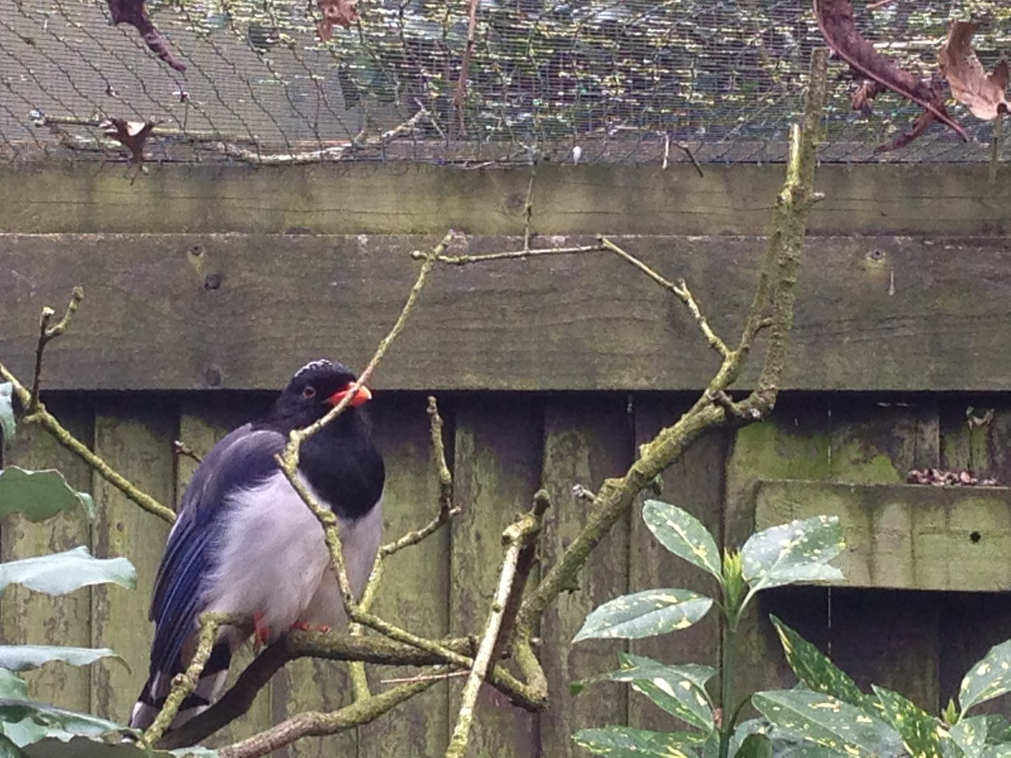 Red-Billed Blue Magpie?