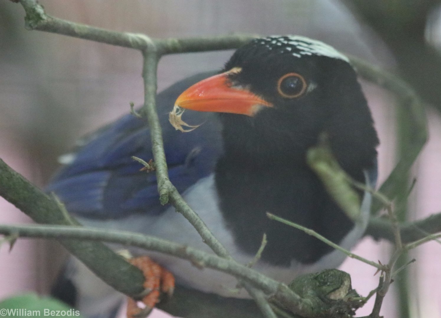 Red-billed Blue-magpie