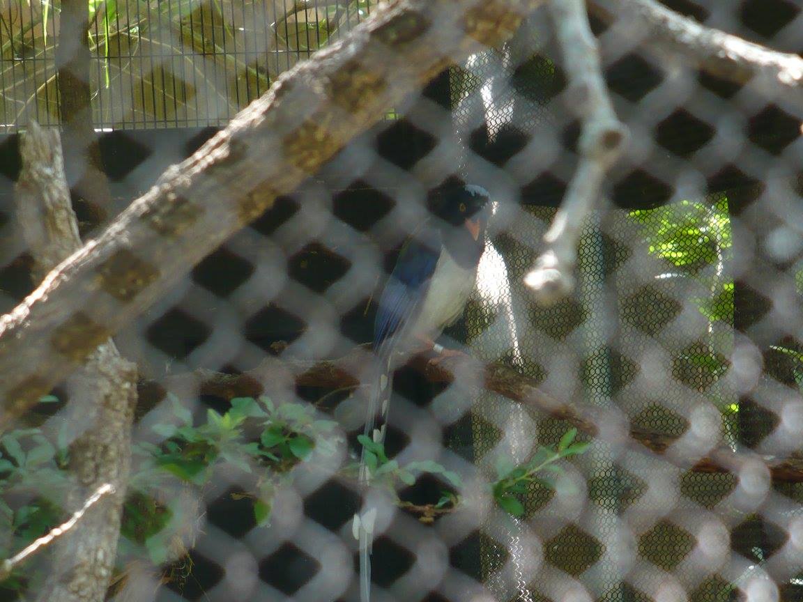 Red-billed blue magpie