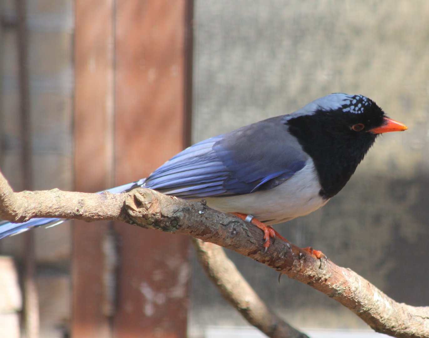 Red-billed blue-magpie