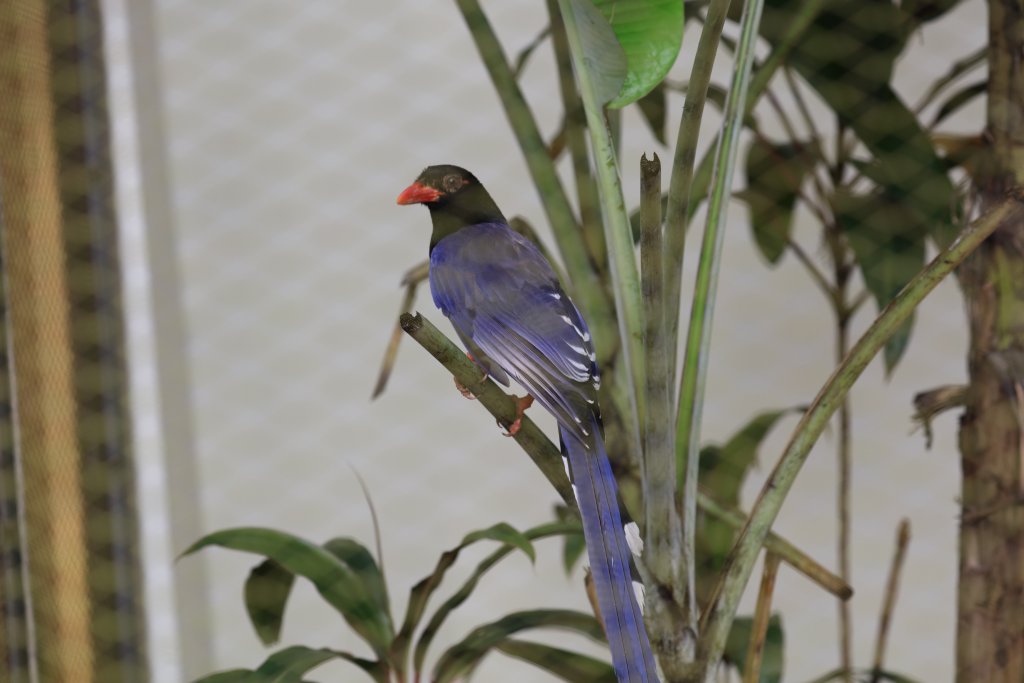 Red-billed Blue Magpie