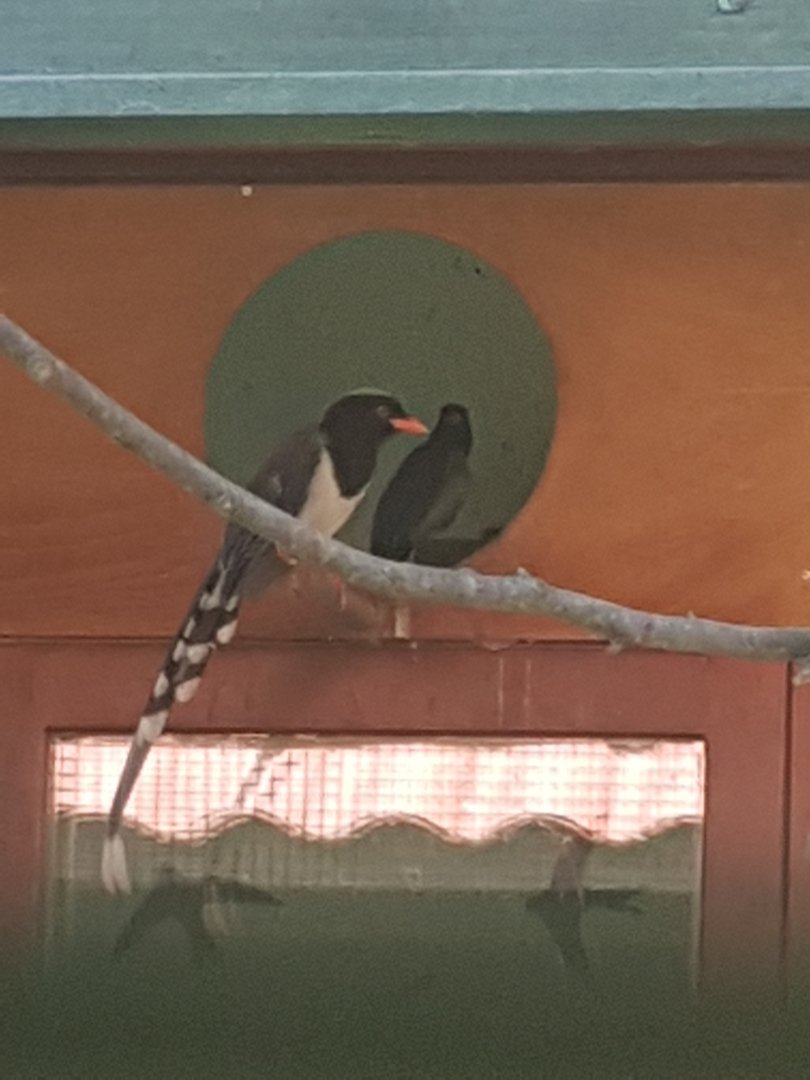 Red billed blue magpie