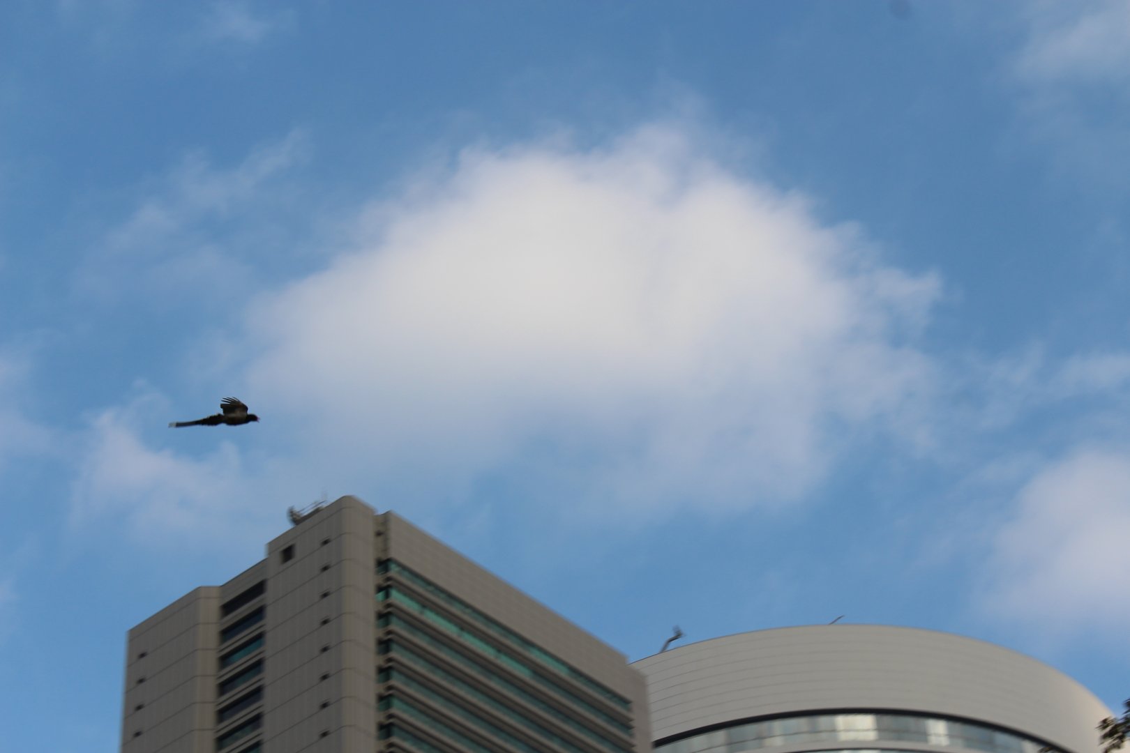Red-billed blue magpie